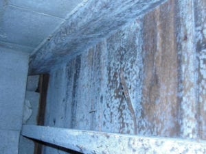 Mold Remediation Before